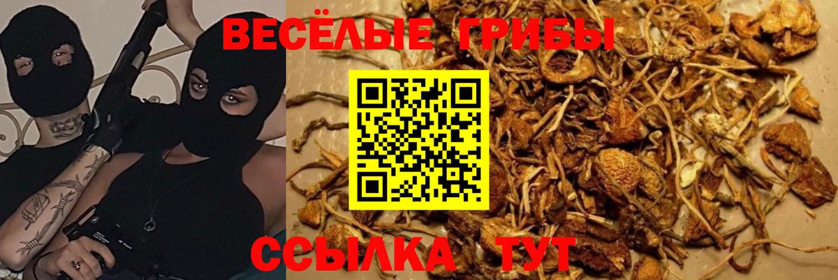Галлюциногенные грибы GOLDEN TEACHER Братск